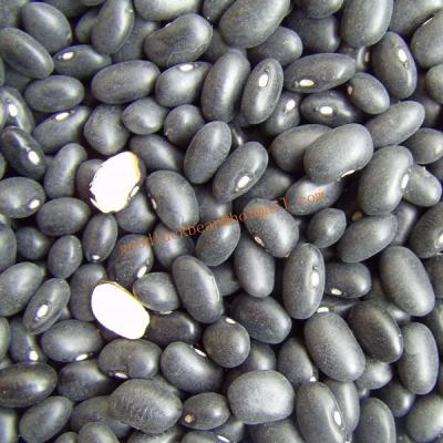 China New Culture Dry Easy Cook Black Kidney Beans (Black Turtle Beans) for sale