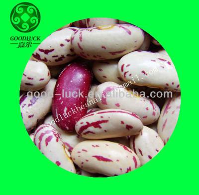 China New Dry Culture 200~260pcs Red Spotted Sugar Beans for sale