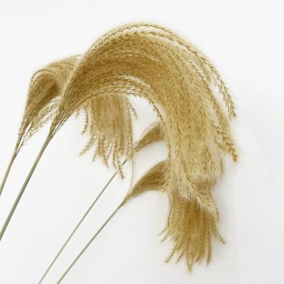 China 2022 style most popular mini pampas grassfor home natural gold decoration for sale