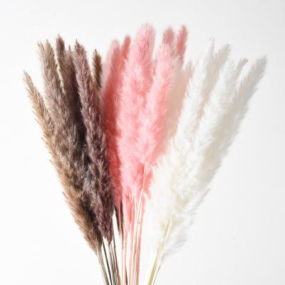 China Natural Touch Amazon Best Seller Product Dried Flower Dried Pampas Grass For Home Decoration for sale