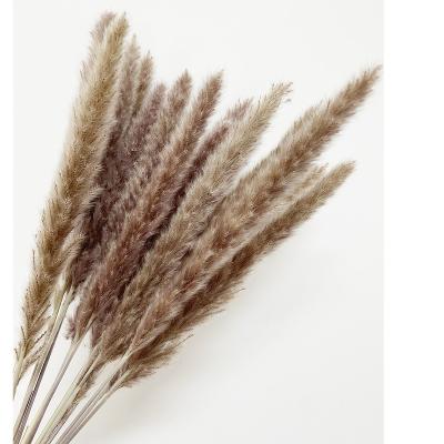 China New Style Reed Sticks Dried Pampas Grass Plume Natural Contact Phragmites for sale