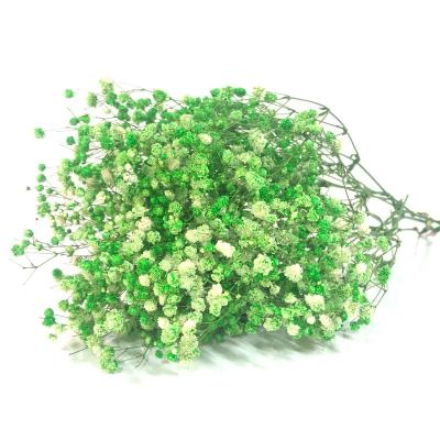 China Beautiful colorful Yunnan TaoXi preserved babysbreath flowers babysbreath Gypsophila for wedding decoration for sale