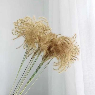 China Hot Sale Decoration TAOXI Factory Direct Supply Dried Natural Amazon Pampas Grass / Ponytail Grass for sale