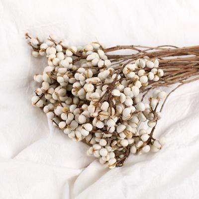 China ins simple most popular mini boho natural dry white fruit Excoecaria sebifera sebifera for decoration for sale