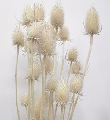 China 2022 hot sale home decor for bridal flower bouquet wedding natural preserved wool bleached thistle flower for sale