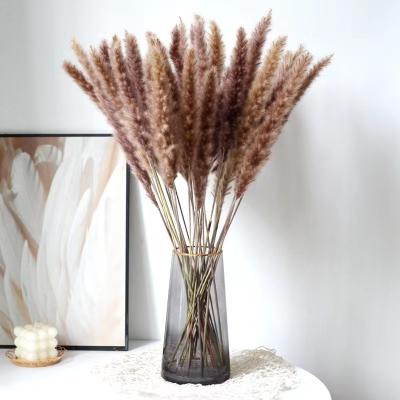 China Home Decor Amazonhot Sell Natural Reeds Dried Small Pampas Grass For Wedding Decorations for sale