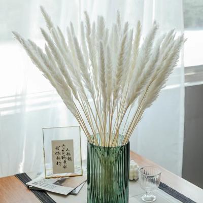 China Home Decor Ins Most Popular Natural Dried Pink Small Pampas Grass for sale