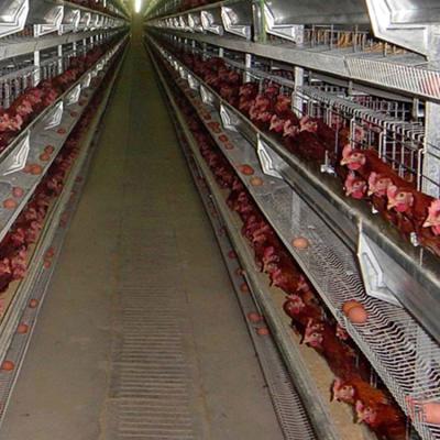 China Long Lasting Durable H Type Fully Automatic Battery Layer Chicken Cage For Chicken Farm Poultry Equipment for sale