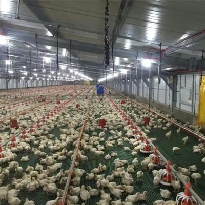 China Heißes Bad-galvanisierte automatische Geflügel-Tierzucht-Ausrüstung für die Landwirtschaft des Huhns zu verkaufen