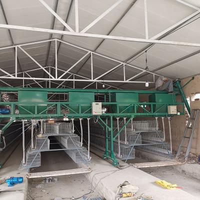 China Improve chicken feeding efficiency and save labor costs automatic chicken feeders for poultry farm feeder and egg layers drinker for sale