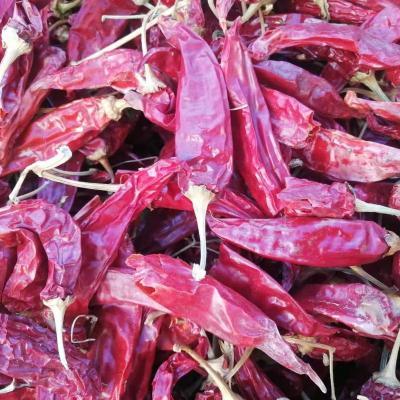 China Dried 14 Years Manufacturer Supply Export DRIED JINTA Chillies With Stem Popular Selling In Thailand For Making Chilli Sauce for sale