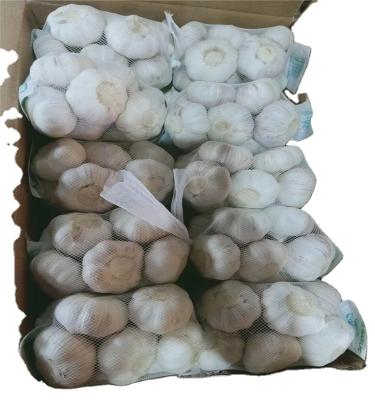 China Fresh Certificated HACCP HALAL MEAT Exported Fresh Garlic White Garlic for sale