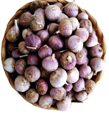 China fresh fresh garlic 5cm from china for sale