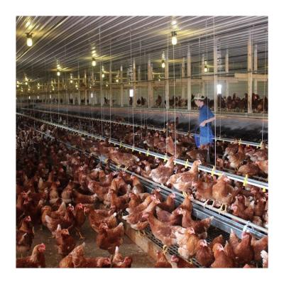 China Savings Multiplying Cost Floor System Rearing Broiler Chicken Feeding Plan Design For Sale for sale