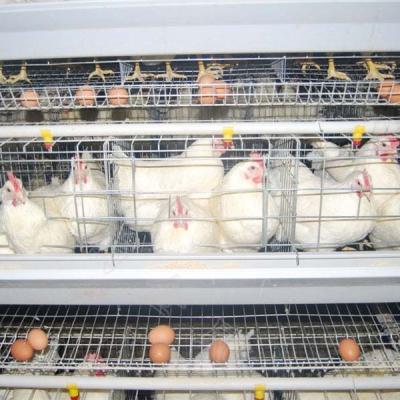 China Chicken Farm Good Quality Commercial Poultry Farming Equipment Galvanized Layer Automatic Chicken Cage for sale