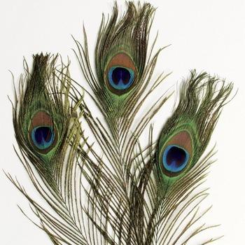 China China 2 Pieces Wholesale Beautiful Peacock Wing Feathers DIY Crafts Decorative for sale