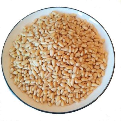 China Consumptions Wholesale Cheap Price Dry Pinenuts Nuts Pinenuts Kernels for sale