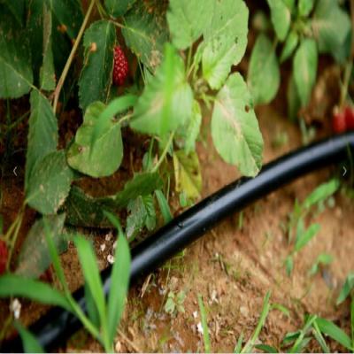 China Plastic drip irrigation tube with 0.6mm, 40cm and 2.0L/h specifications for farm and garden irrigation for sale