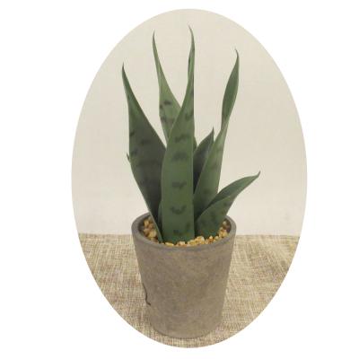 China Home Decoration Artificial Snake Tiger Family Plant Pihulan Pulp Potted Plant for sale