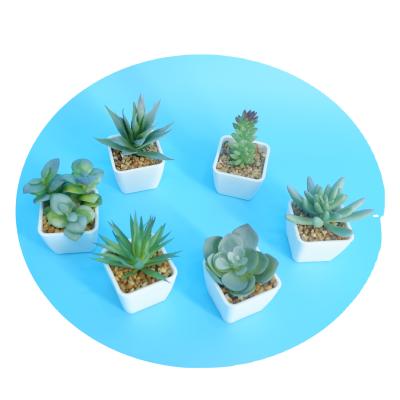 China Minimalist Mini Office Decoration Desktop Plastic Plant Succulent Bonsai for sale