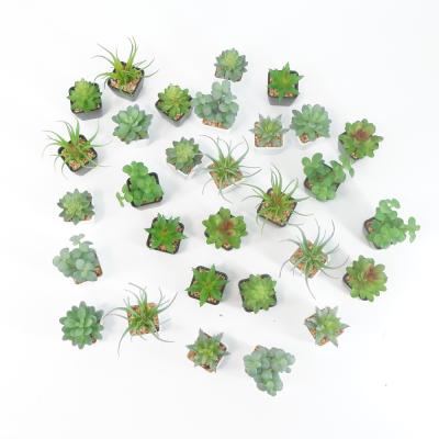 China Chinese home decoration factories buy environmentally friendly mini artificial succulents for sale