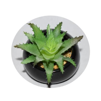 China Creative Home Decoration of Making Succulents in Black Ceramic Pot Mini Aloe Vera for sale