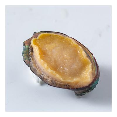 China Trans-fat Nice Price Free Half Well Cooked Abalone Shelled Boiled Medium for sale