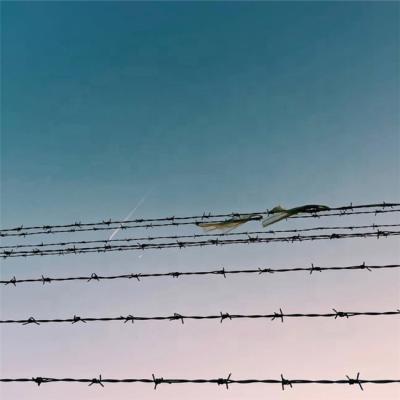 China Fencing Barbed Wire For South America Barbed Wire Fence Grabs Barbed Wire for sale