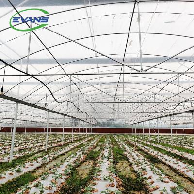 China Green House Easily Assembled Steel Structure Strong Galvanized Poly Tunnel Greenhouse for sale