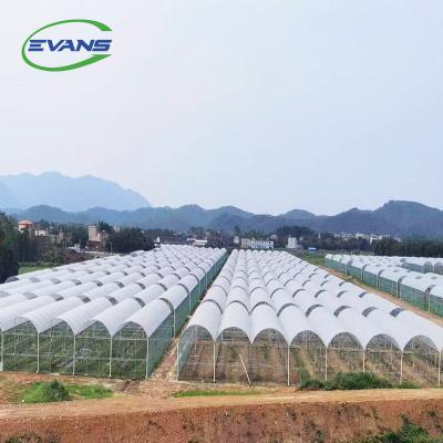 China Multi-span Greenhouse Easily Assembled Agricultural Type High Tunnel Greenhouse for sale