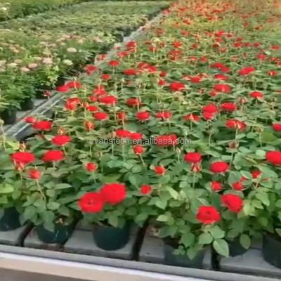 China Easily Assembled Growing Horticulture Greenhouse Equipment Rolling Tables for sale