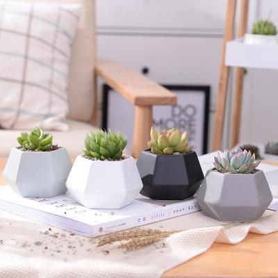 China Europe's Latest Design Items Succulent Pots for sale