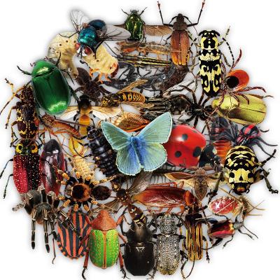 China Other Transparent 50 Insect Stickers Car Scratch Cover Up Decorative Stickers Amazon Delicate Stickers for sale