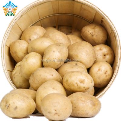 China First Grade 100% Fresh Ripe Chinese Holland Fresh Potato With Rich Nutrition for sale