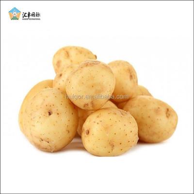 China Good Quality 50-100gram Fresh Fresh Holland Potato In Packaging Bags for sale