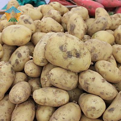 China 2018 Fresh Supply Spring Large Fresh Potato With Different Sizes for sale