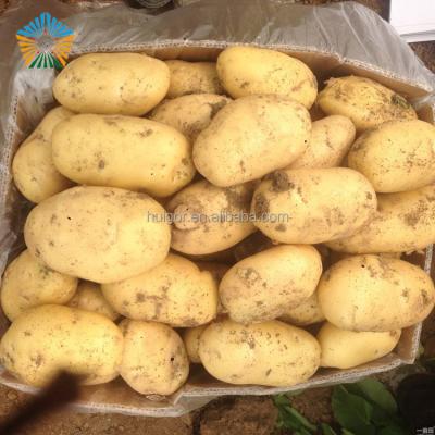 China 200grams Fresh Up New Crop Fresh Holland Potato for sale