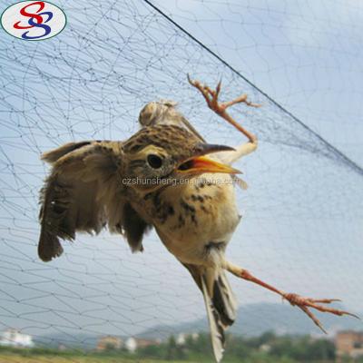 China Competitive Price New HDPE Material Anti Bird Garden Nets Bird Capture for sale