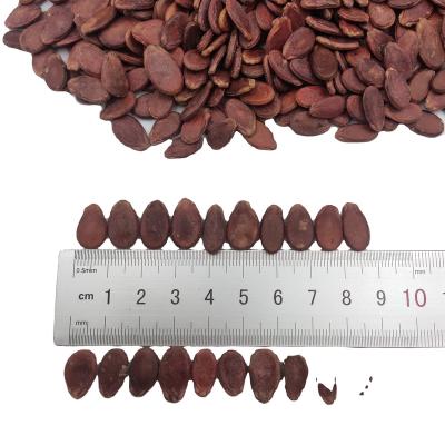 China Dried organic red black waternelon seeds from Inner Mongolia for sale