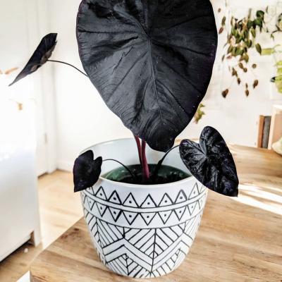 China Unique Design Eco-friendly Black Wholesale Bulk Pattern Planter Cheap High Quality Ceramic Flower Pots for sale