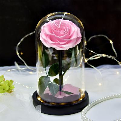 China Weddings Decoration Ammy Factory Direct Sale Wholesale Mother's Day Rose Flower Glass Cover Gift Dried Flowers for sale