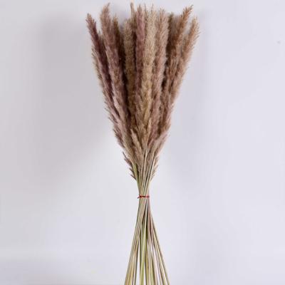 China Good Quality Ammy Suppliers Wholesale Pampas Grass 65-75cm Pampas Grass For Home Wedding Decor for sale