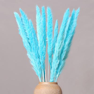 China Good Quality Ammy High Quality Wedding Decoration Colored Fluffy Dry Pampas Grass For Sale for sale