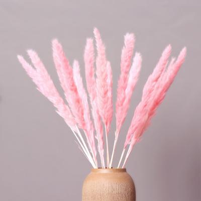 China Good Quality Ammy Wholesale Cheap Flowers Wedding Flower Best Decorative Real Natural Dry Pampas Grass for sale