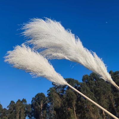 China High Quality Ammy Pampas Grass Large Reeds Dried Flowers For Home Decoration And Office Decoration for sale