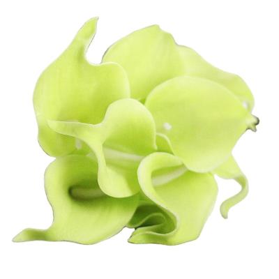 China Calla Lily FL3406 Real Touch Calla Lilies Tulip Bulbs Mini Natural Wholesale Artificial White Calla Lilies Flower for sale