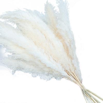 China Contact PP1003 factory natural wholesale dried natural pampas grass for wedding decoration home decorative for sale