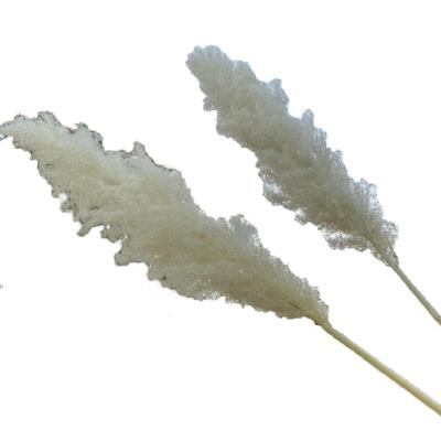 China PP1007 Natural Touch PP1007 Amazon Natural Beige White Fluffy Pampass Dry Grass Wedding Decor Success Great Natural Pampas Grass Preserved Flower Dried Pampas Grass for sale