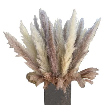 China PP1007 Natural Touch Wedding Home Decor Premium Dry Pink Bleached Natural Dry Fluffy Pampas Grass White Pampas Grass Flowers Pampass Grass for sale