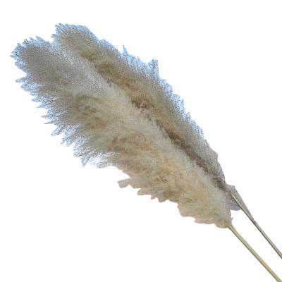 China Natural Touch PP1006 Natural Beige White Fluffy Amazon Wedding Decor Large Dry Pampas Grass Preserved Flower Dry Pampas Grass for sale